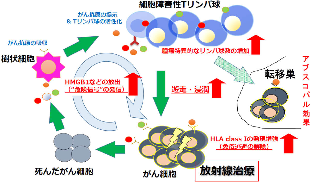 免疫放射線療法における細胞性抗腫瘍免疫のメカニズムを示す図。アブスコパル効果や放射線治療の影響を視覚化。
