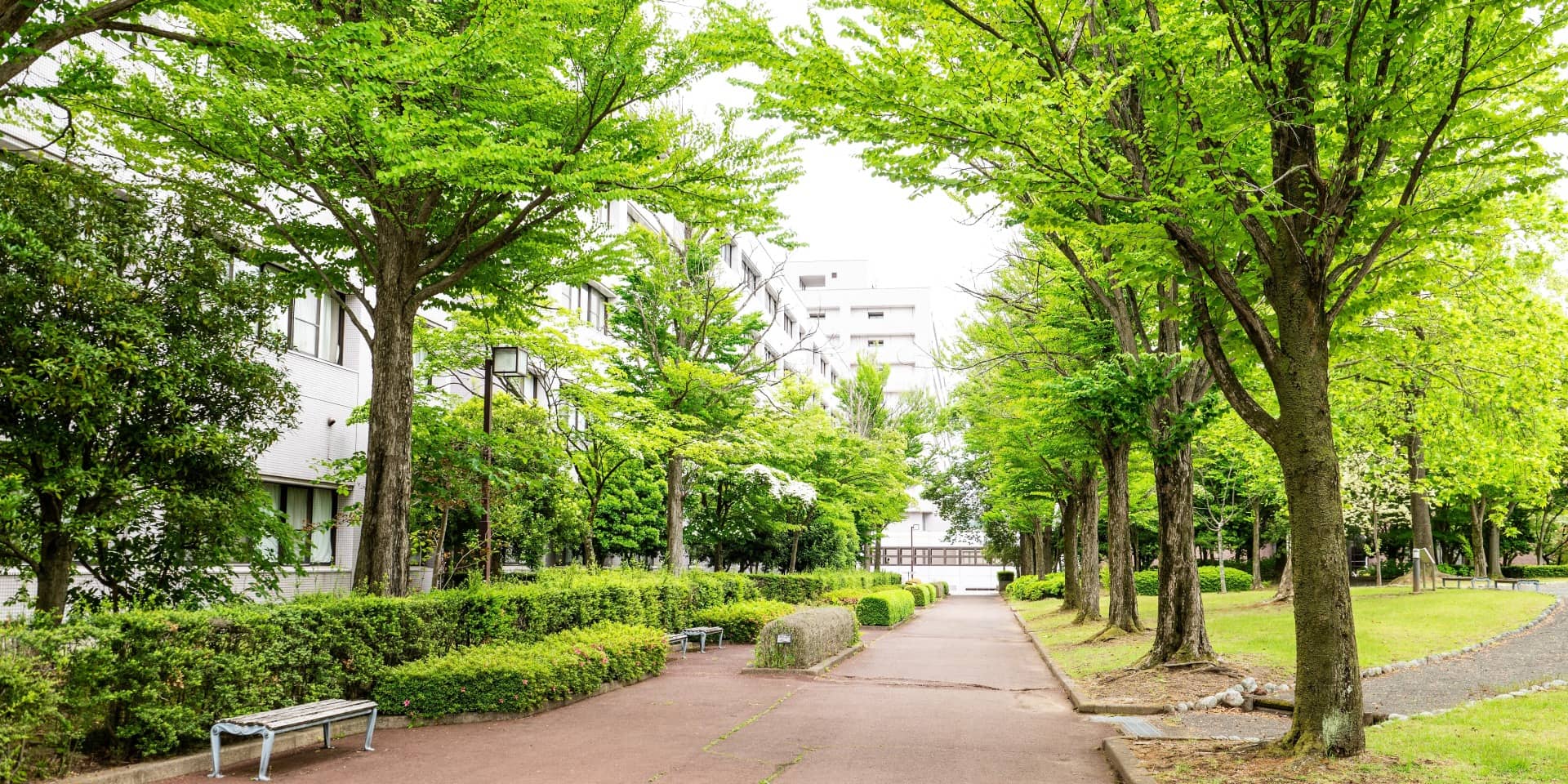 緑豊かなキャンパス内の遊歩道で、両側に木々とベンチが並び、背景には大学の建物が見えます。