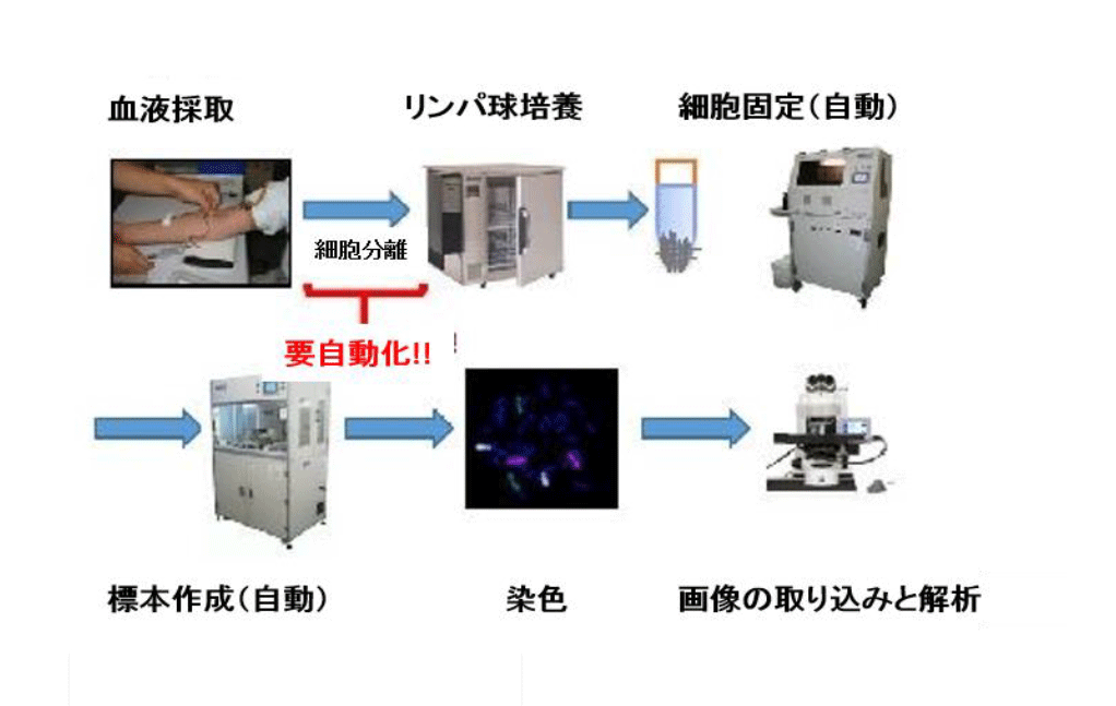 血液採取からリンパ球培養、細胞固定、標本作成、染色、画像の取り込みと解析までのプロセス図。