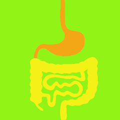 明るい緑色の背景に、オレンジ色の胃と黄色の腸を示したシンプルなイラスト。