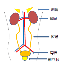 人体の泌尿器系を示す図。