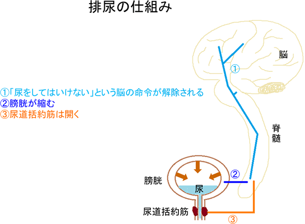 脳と膀胱を示したイメージ図で、排尿のプロセスを説明している。