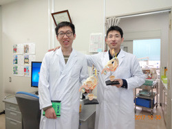 白衣を着た2人の男性が、医学モデルを手にして微笑んでいる様子。