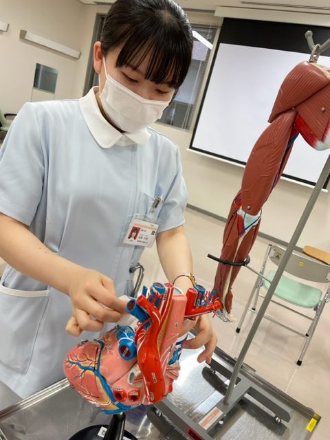 看護学部生が心臓模型を磨き、高校生を迎える準備をしています。