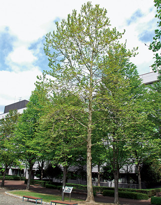 Hippocrates Tree