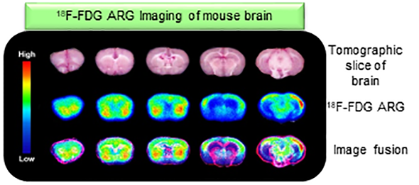 **ALT:** Tomographic slices and fusion images of a mouse brain using 18F-FDG ARG imaging, showing varying levels of activity.