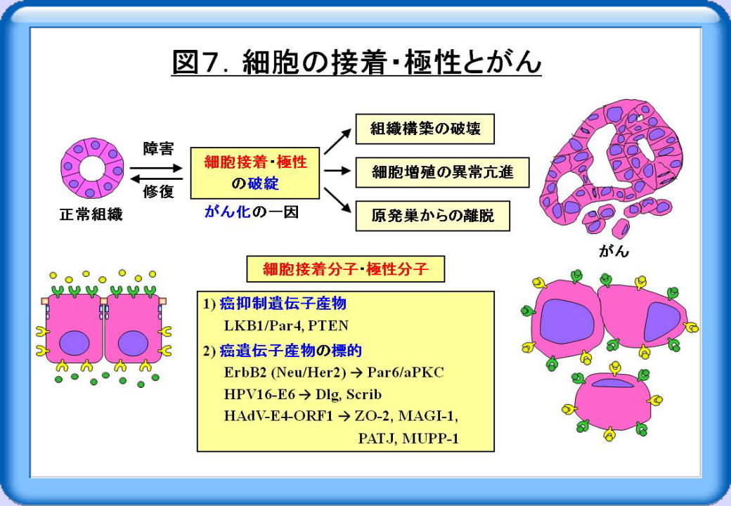 公立大学法人 福島県立医科大学 基礎病理学講座