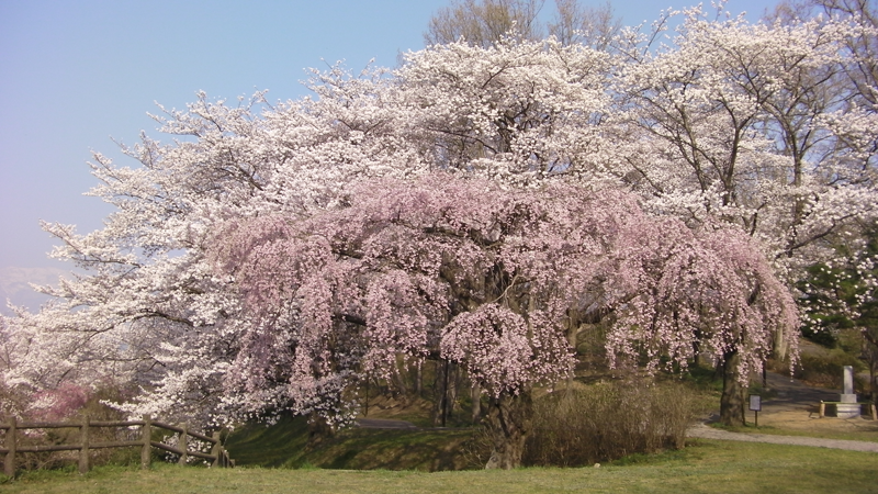 sakura