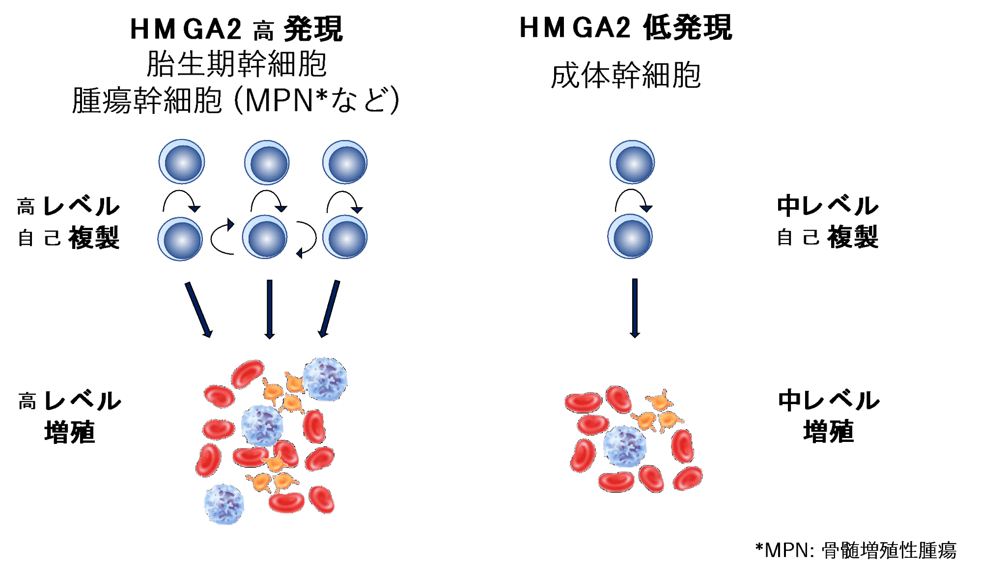 造血幹細胞生物学（池田）