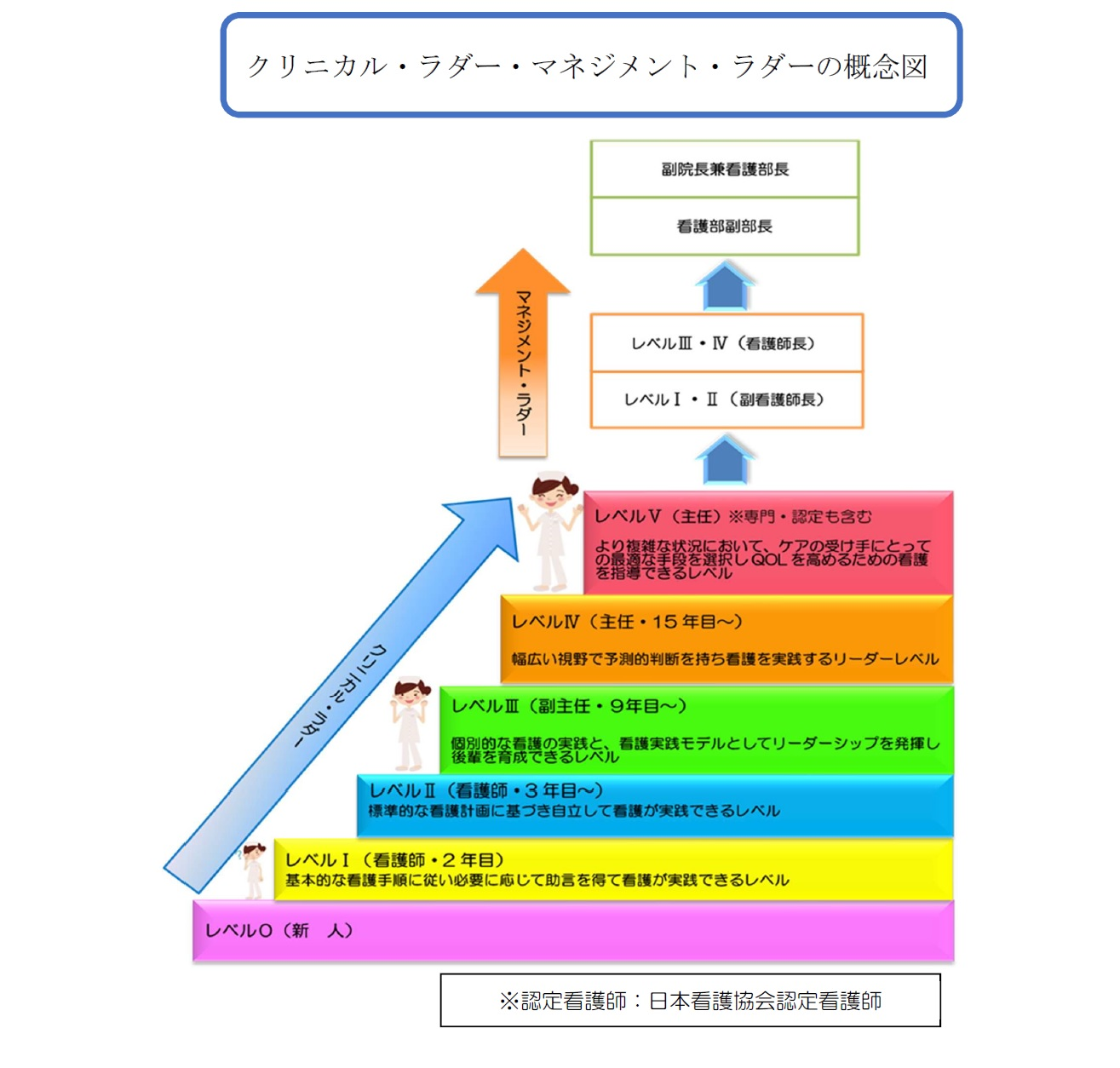 クリニカル・ラダー・マネジメントの概念図。新人から副師長、看護部長までのキャリアステージを示し、成長段階ごとの特徴を色別に表現しています。