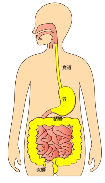 人体の消化器系を示すイラスト。食道、胃、小腸、大腸、直腸が描かれている。