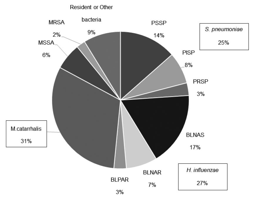 Pie chart illustrating the distribution of bacterial species isolated from the nasopharynx of preschool children hospitalized for lower respiratory tract infections.