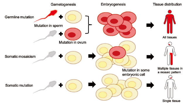 Diagram illustrating genetic mutations during gametogenesis and embryogenesis, showing tissue distribution effects.