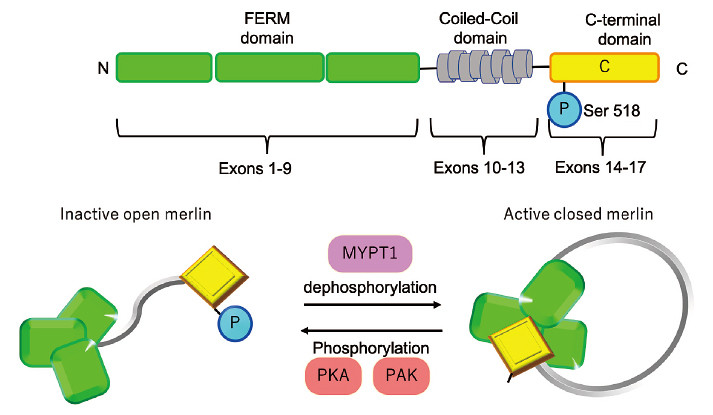 Diagram illustrating the structure and phosphorylation states of merlin, highlighting inactive and active forms.