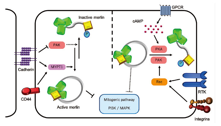 Diagram illustrating the signaling pathways involving merlin, PAK, and integrins in cellular processes.