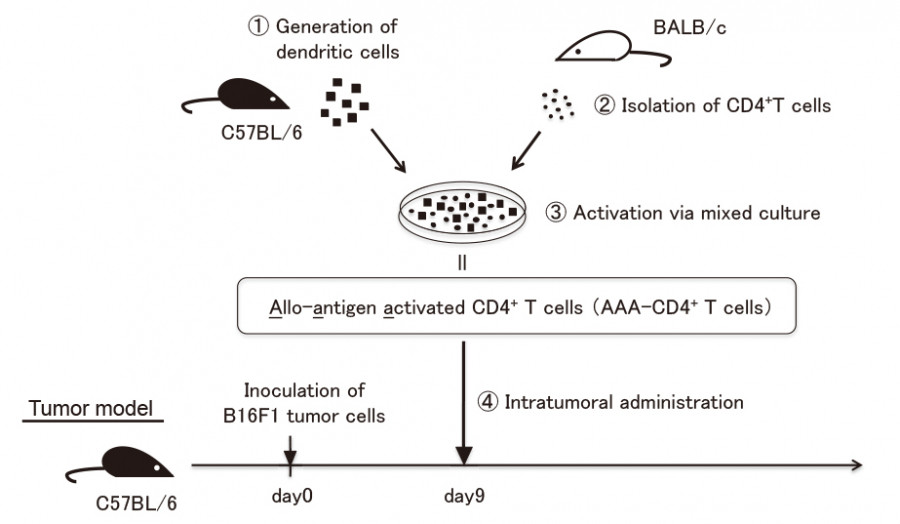 Diagram illustrating the process of generating dendritic cells and activating CD4+ T cells for tumor model studies.