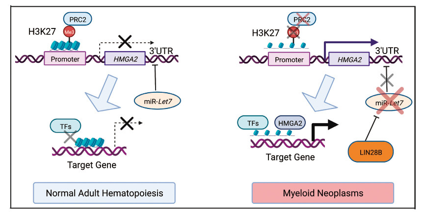 Diagram comparing normal adult hematopoiesis and myeloid neoplasms.