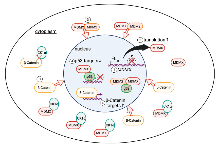 Showing the interaction of MDMX and MDM2 in the cell nucleus and cytoplasm