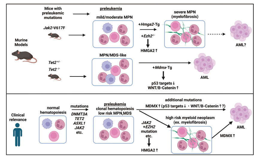 Progression of preleukemic mutations in mice to acute myeloid leukemia (AML)