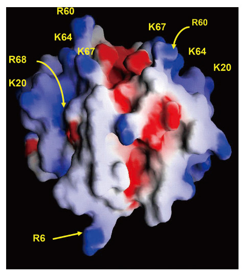 3D molecular structure with labeled regions in red and blue, illustrating complex interactions.