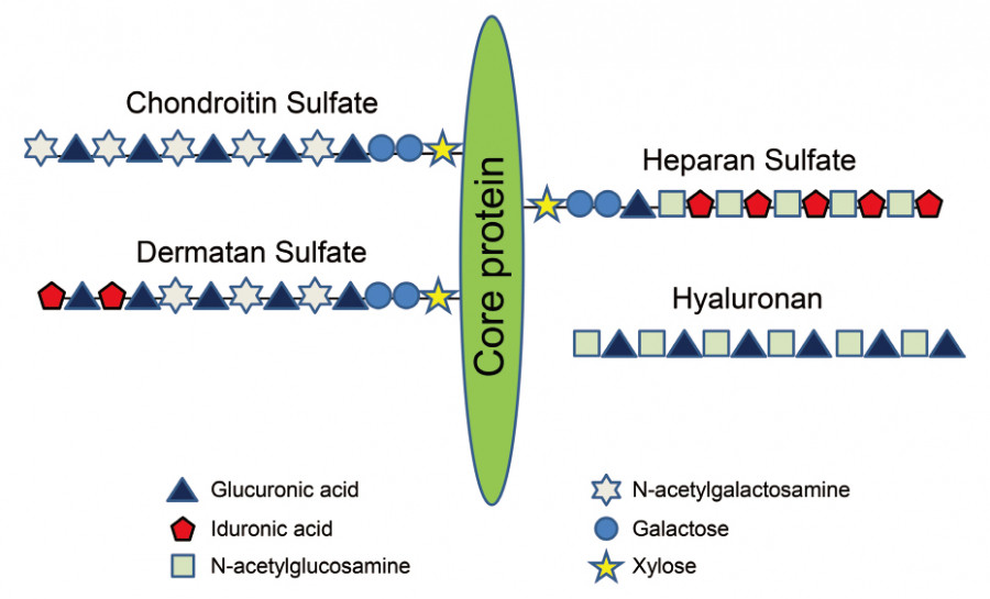 Schematic representation of glycosaminoglycans and proteoglycans, illustrating their disaccharide unit compositions.