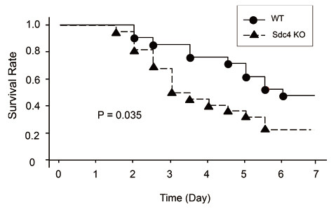 Graph showing survival rates of wild-type and syndecan-4 deficient mice after S. pneumoniae exposure over seven days.