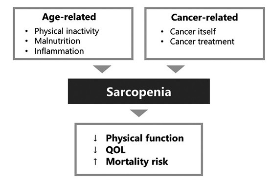 Diagram illustrating factors contributing to sarcopenia, including age-related and cancer-related influences.
