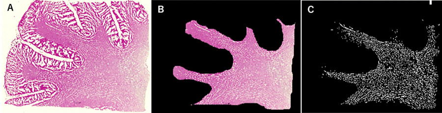 Microscopic images showing tissue sections with distinct cellular structures, highlighting various staining techniques.