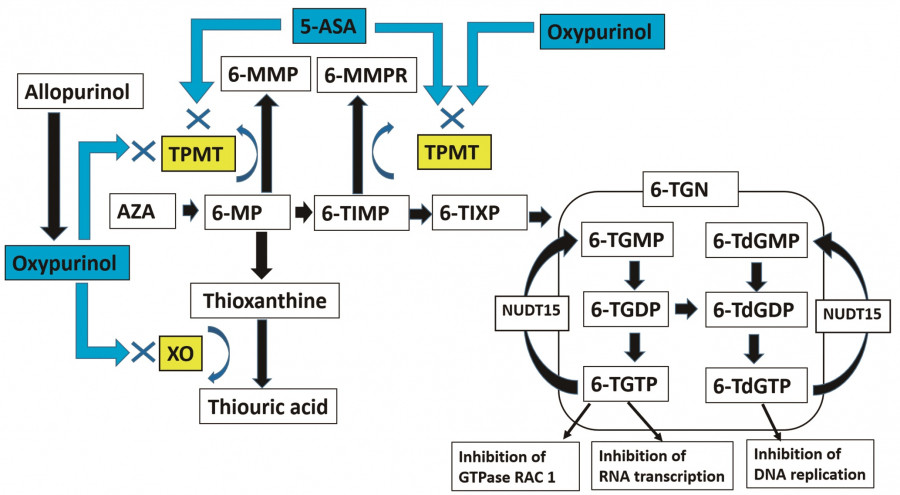 ALT: Diagram illustrating thiopurine metabolism, highlighting metabolic enzymes and drug interactions affecting inflammatory bowel disease treatment.