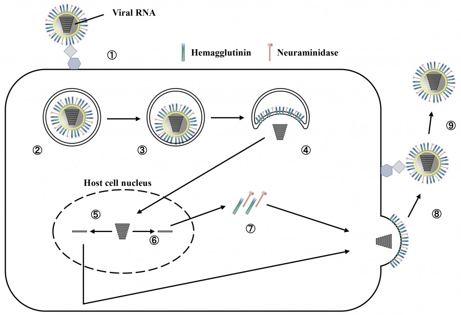 Diagram illustrating the process of viral RNA replication and the roles of hemagglutinin and neuraminidase in a host cell.