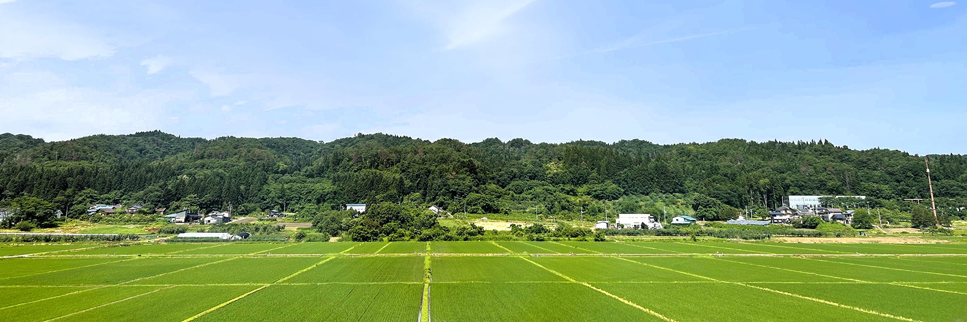 青空の下に広がる緑豊かな水田と山々の風景