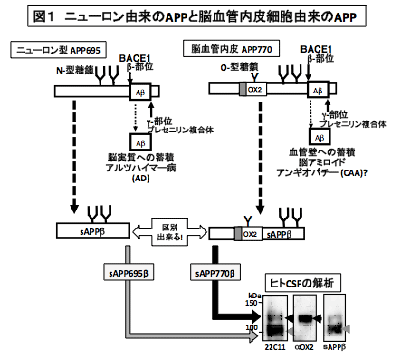 アルツハイマー病に関連する脳血管内皮細胞特異的なアミロイドβ前駆体タンパク質の研究図。
