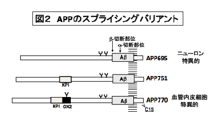 アルツハイマー病に関連するアミロイドβ前駆体タンパク質のスプライシングバリアントを示す図。