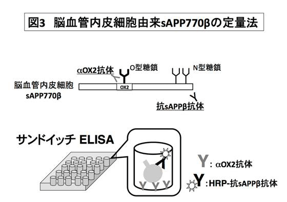 脳血管内皮細胞由来のsAPP770βを定量するためのサンドイッチELISAの図。